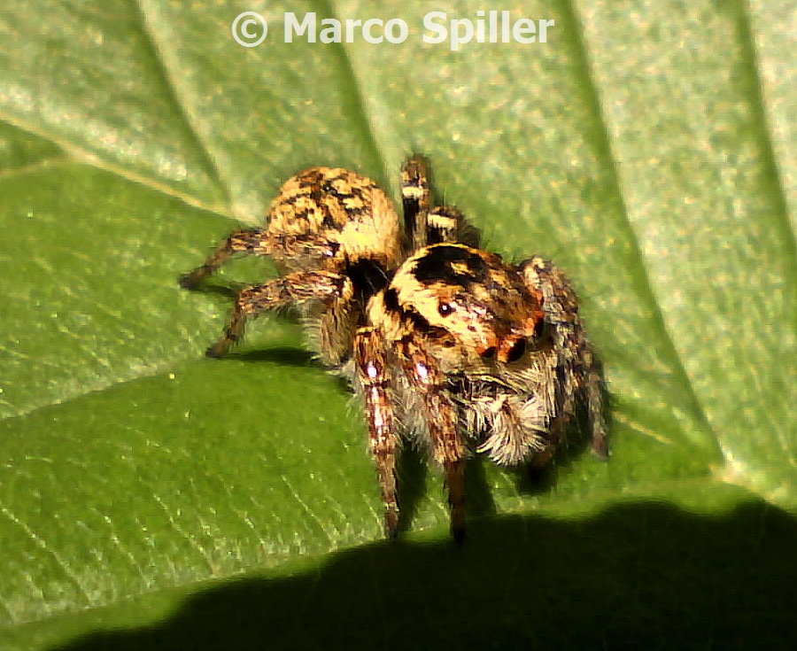 Carrhotus xanthogramma - femminuccia